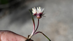 Allium obtusum obtusum