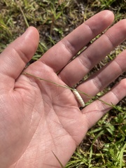 Polygala appendiculata