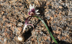 Allium obtusum obtusum