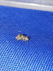 Mesopsocus unipunctatus