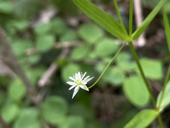 Stellaria borealis