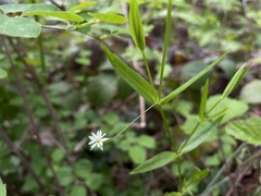 Stellaria borealis