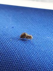 Mesopsocus unipunctatus