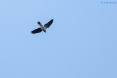 Patagioenas fasciata