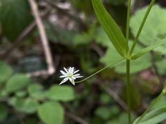 Stellaria borealis