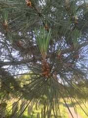 Pinus