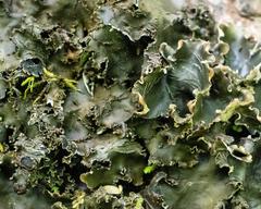 Peltigera elisabethae