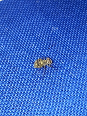 Mesopsocus unipunctatus