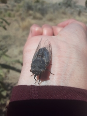 Hadoa chiricahua