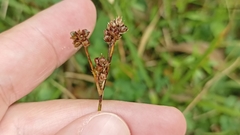 Luzula multiflora multiflora