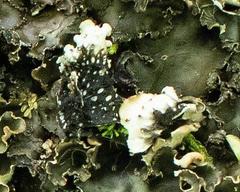 Peltigera elisabethae