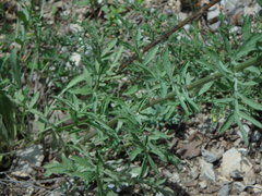 Centaurea leucophaea
