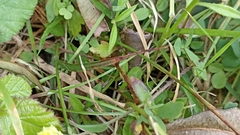 Luzula multiflora multiflora