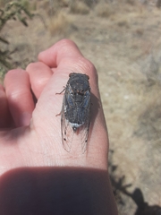 Hadoa chiricahua