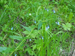 Mertensia paniculata borealis