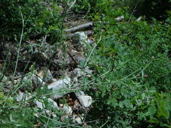 Centaurea leucophaea