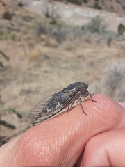 Hadoa chiricahua