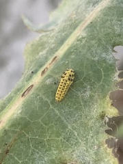 Psyllobora vigintiduopunctata