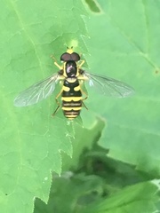 Xanthogramma flavipes