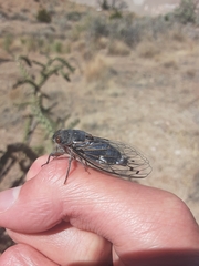 Hadoa chiricahua