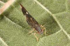 Trichochermes walkeri