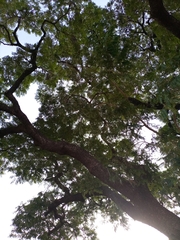 Parkia biglobosa