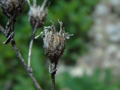Centaurea leucophaea