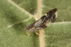 Trichochermes walkeri