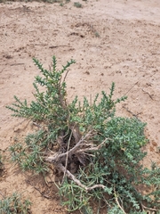 Halocnemum strobilaceum