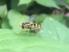 Xanthogramma flavipes