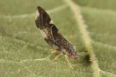 Trichochermes walkeri