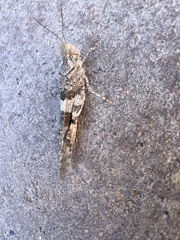 Trimerotropis pallidipennis