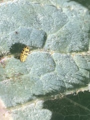 Psyllobora vigintiduopunctata