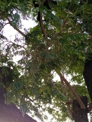 Parkia biglobosa