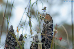 Troglodytes aedon brunneicollis