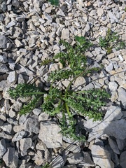 Crepis purpurea