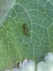 Psyllobora vigintiduopunctata