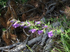Campanula medium