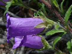 Campanula medium