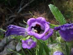 Campanula medium