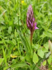 Dactylorhiza purpurella
