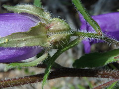 Campanula medium