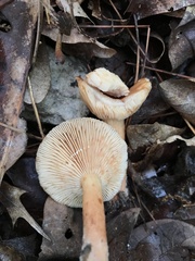 Lactarius imperceptus