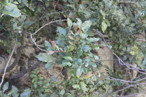 Image of Smelophyllum capense by (c) Karen Eichholz, some rights reserved (CC BY)