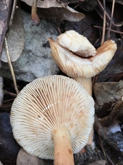 Lactarius imperceptus