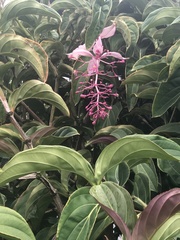 Medinilla magnifica