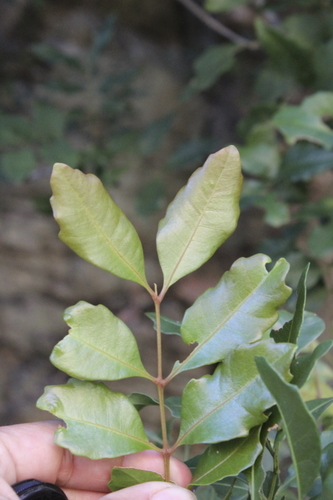 Image of Bend-Me-Not (Smelophyllum capense) by (c) Karen Eichholz, some rights reserved (CC BY)