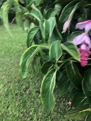 Medinilla magnifica