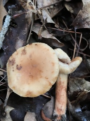 Lactarius imperceptus