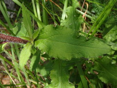 Campanula medium